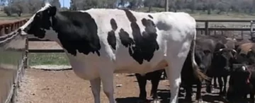 Siedmioletni byk ma 194 cm wysokości i waży 1,4 tony 