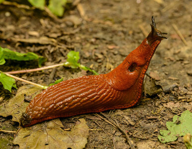 Miniatura: Jedna łyżka i ślimaki znikają z ogrodu....