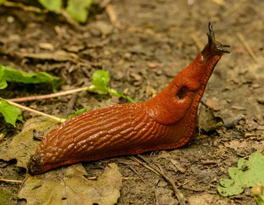 Miniatura: Jedna łyżka i ślimaki znikają z ogrodu....