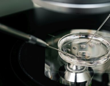 Miniatura: Polka podważa dogmaty embriologii