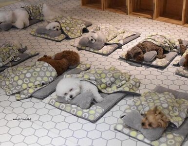 Miniatura: Otwarto psie przedszkole dla szczeniaków....