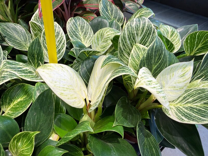 Philodendron &lsquo;Birkin&rsquo; zachwyca kontrastowymi, kremowymi paskami na&nbsp;ciemnozielonych liściach. To&nbsp;jedna z&nbsp;najmodniejszych odmian do&nbsp;nowoczesnych wnętrz