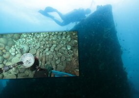 Miniatura: Dwa wraki skrywały ogromny skarb. Tysiące...