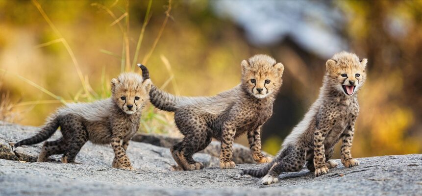 Miniatura: Młode gepardy na terenie Parku Narodowego...