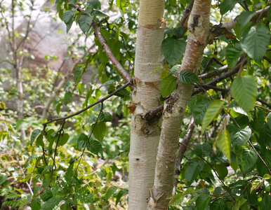 Miniatura: 9 drzew i krzewów, które szybko rosną....