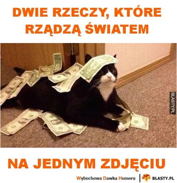 Memy z kotami w roli głównej 