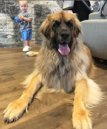 Lamont i jego przyjaciele 