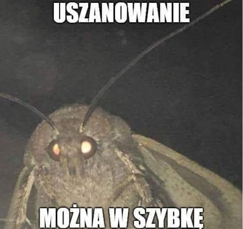 Mem z ćmą 