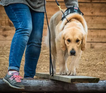 Podopieczni Country Inn Working Service Dogs 