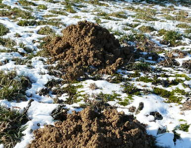 Miniatura: Kret już buszuje w ogrodzie pomimo mrozu?...