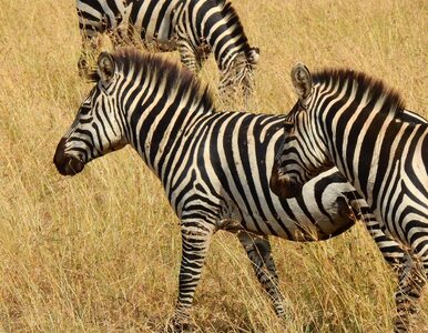 Miniatura: Która zebra stoi z przodu? Nowa iluzja...