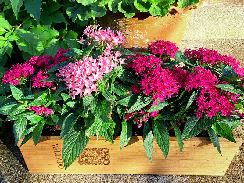 Pentas lanceolata, piętak lancetowaty