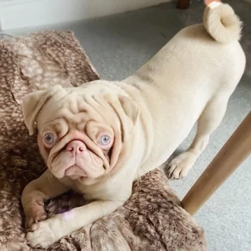 Mops Milkshake 