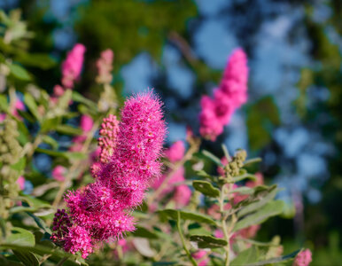 Miniatura: Przycinaj budleję w tym terminie – latem...