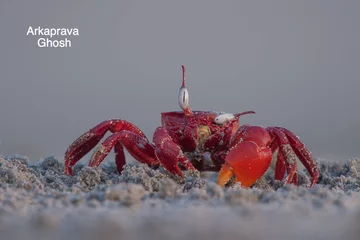 Finaliści konkursu Comedy Wildlife Photography Awards 