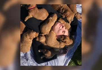 Psy rasy Golden Retriever 