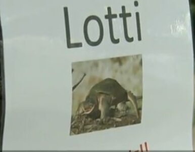 Miniatura: Drapieżny żółw grasuje w Niemczech -...