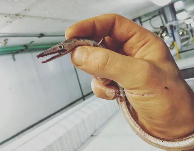 Miniatura: „Smoki już nie takie, jak kiedyś”. Rybak...