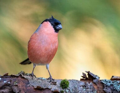 Miniatura: QUIZ. Rozpoznasz ptaki występujące w...