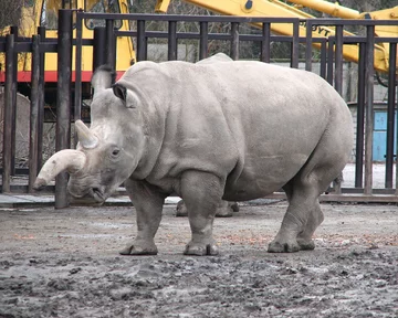 Nosorożec biały w zoo w Czechach, 2008 rok 