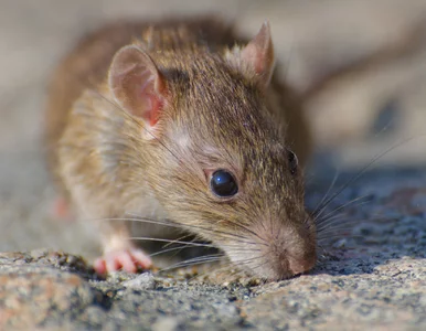 Miniatura: Z kuchennej półki – na gryzonie. Ten...