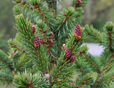 Miniatura: Zasadź go zamiast tui, a zobaczysz...