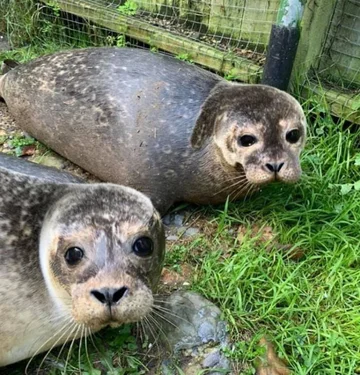 Foka uratowana przez organizację Seal Rescue Ireland 