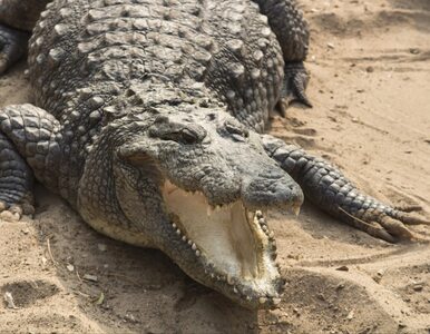 Miniatura: Krokodyle zaatakowały 2-letnią...