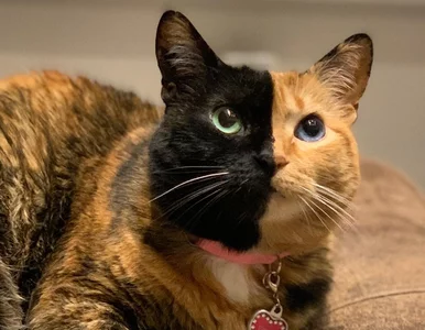 Miniatura: Venus – kotka o „dwóch twarzach”. To chimera