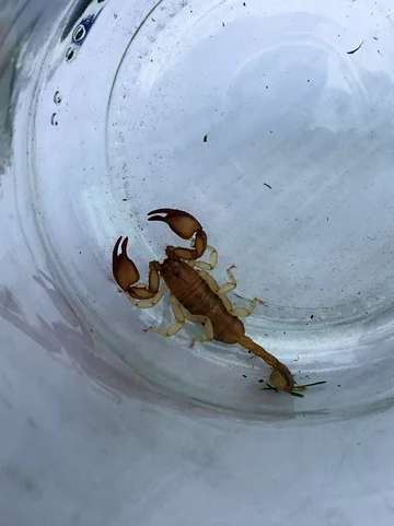 Skorpion przywieziony z Chorwacji 