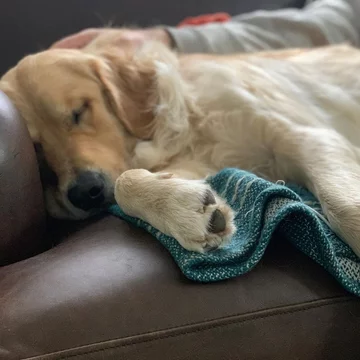 Golden retriever Leny 