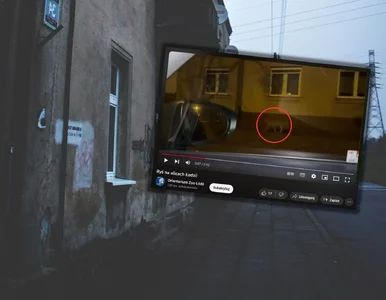 Miniatura: Tajemnicze zwierzę sfilmowane w Łodzi....