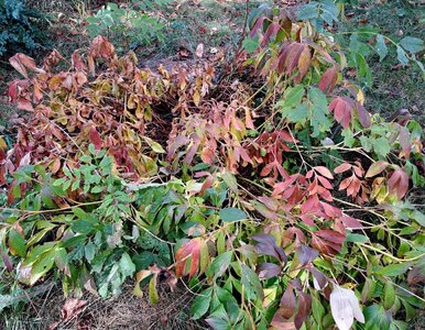 Miniatura: Piwonie będą kwitły jak szalone, jeśli...