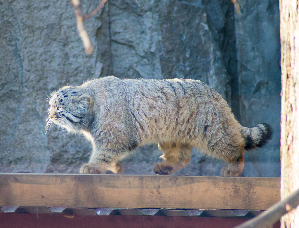 Manul 