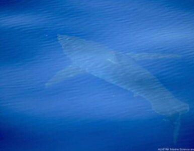 Miniatura: Żarłacz biały u wybrzeży turystycznego...