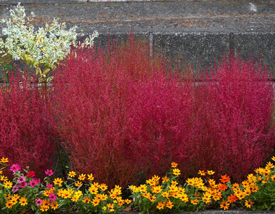 Miniatura: Różowa trawa zachwyca w ogrodach. Jesienią...