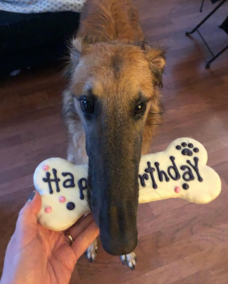 Miniatura: Pies o wyjątkowo długim pyszczku podbija...