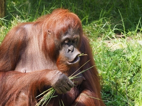 Miniatura: Ranny orangutan sam przygotował sobie...