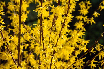 Forsycja pośrednia, Forsythia &times; intermedia