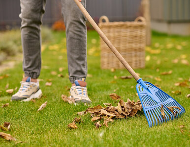 Miniatura: Jesienią odłóż grabie! Zobacz, co zyskasz,...
