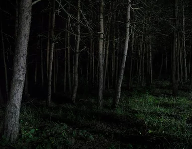 Miniatura: Tak ptaki poradziły sobie z pogodowym...