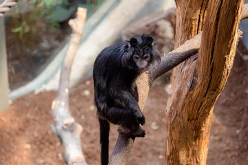 Langur jawajski 