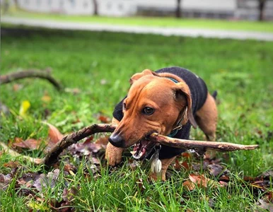 Miniatura: Bosco wie, jak zwrócić na siebie uwagę....