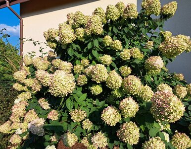 Miniatura: Kiepskie hortensje? Ten darmowy nawóz...