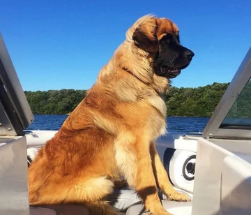 Lamont i jego przyjaciele 