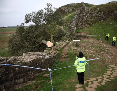 Miniatura: „Drzewo Robin Hooda” ofiarą nastoletniego...