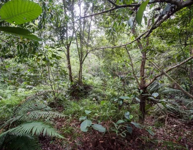 Miniatura: Mistrzowie zabawy w chowanego? Nie, to...