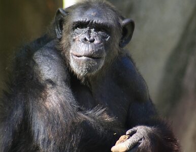Miniatura: Szympansy też używają "sztućców"