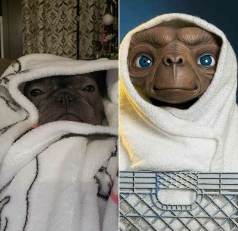 Gdyby E.T. był psem... 