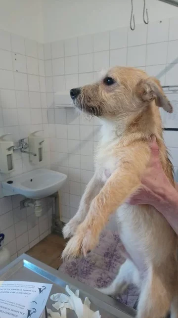 Psy odebrane właścicielce zaniedbanego mieszkania 